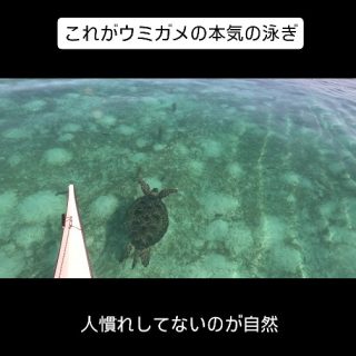 #沖縄 #ウミガメ #シーカヤック
