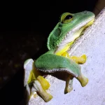 沖縄　ナイトツアー　オキナワアオガエル