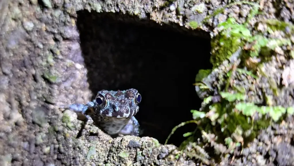 沖縄 ナイトツアー 生き物 イシカワガエル