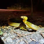 沖縄　ナイトツアー　リュウキュウアオヘビ