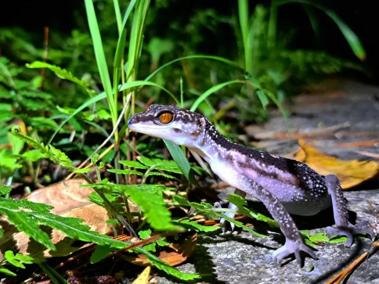 ヤンバルトカゲモドキ