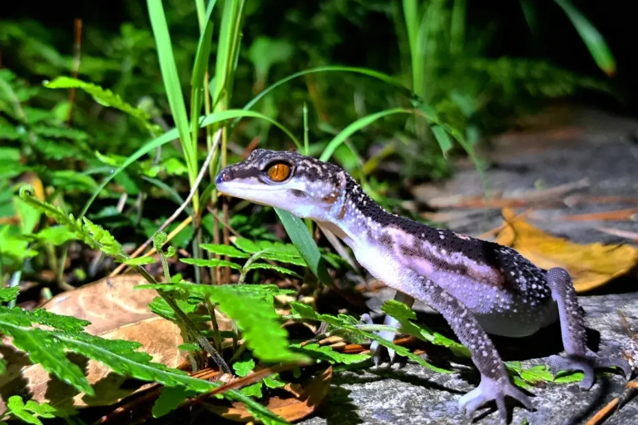沖縄　ナイトツアー　ヤンバルトカゲモドキ