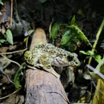 沖縄　ナイトツアー　イシカワガエル