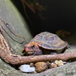 沖縄　ナイトツアー　リュウキュウヤマガメ