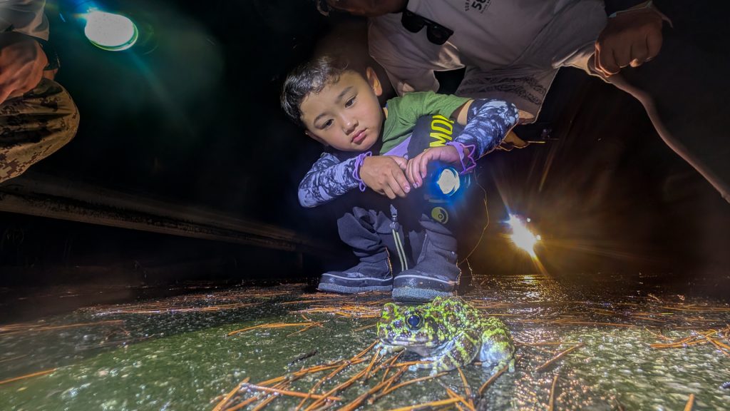 やんばる ナイトツアー 生き物 爬虫類