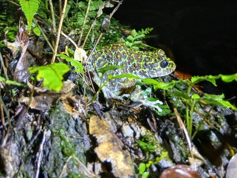 オキナワイシカワガエル