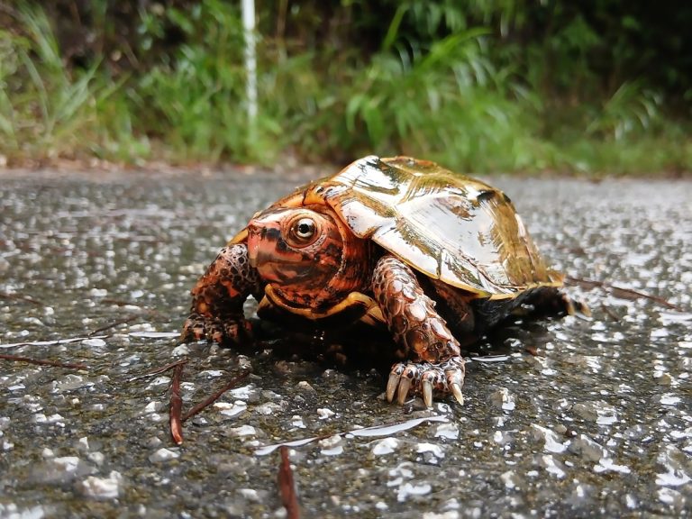 リュウキュウヤマガメ